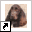 www.fieldspaniels.nl