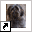 www.lhasa-apsos.nl
