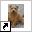 www.norwich-norfolk-terrier.nl