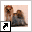 www.yorkshireterrierclub.nl