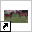 www.vandamhorses.nl