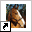 www.alleponykampen.nl